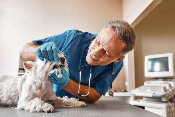 Best Emergency Wisdom Teeth Removal in Ovilla, TX